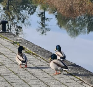 Promenade sur les berges de l'Allan - Montbéliard - 4