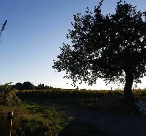 Méli-mélo sur Saint Jean Lasseille et Banyuls des Aspres - Saint-Jean-Lasseille - 5