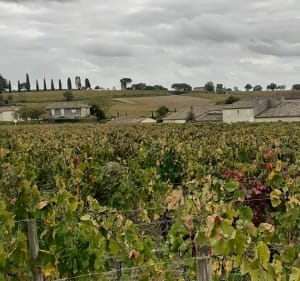 Les vignobles autour de Saint Emilion - Saint Emilion - 5