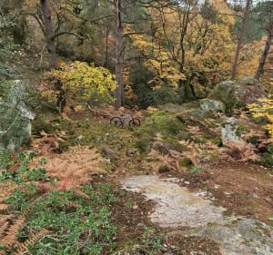 Forêt de Fontainebleau - Chailly-en-Bière - 5
