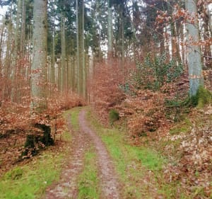 Bain de verdure sur les hauteurs de Wissembourg - Wissembourg - 3