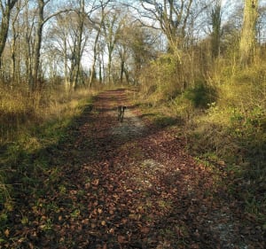 Balade dans la forêt domaniale d'Hesdin - Guisy - 4