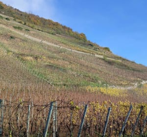 Balade en bordure de Thann - Decathlon - 3