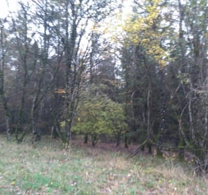 Forêt de Kirchnaumen - Kirschnaumen - 3