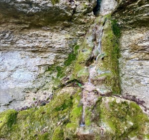 Source de Crosne et combe du pré - Marsannay-la-Côte - 5