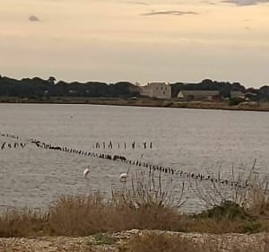 Bois de Costebelle et son Oppidum - Hyères - 4