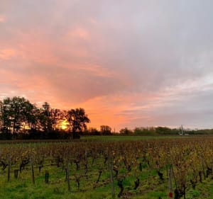 Petite balade dans le vignoble Quinçois - Quincy - 4
