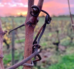 Petite balade dans le vignoble Quinçois - Quincy - 5