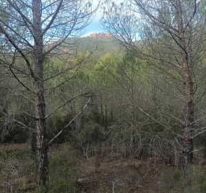 Balade au ravin des Lauriers - Puget-sur-Argens - 3