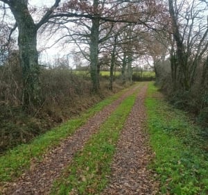 Belle balade au bord des étangs de Mont et du canal latéral - Beaulon - 3