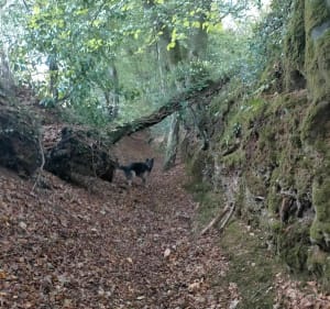 Petit tour en bord de rivière à Scaer - Scaër - 3