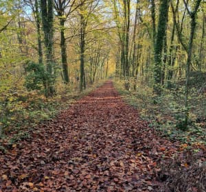 VTT avec dénivelé et beau paysage à Haraucourt - Haraucourt - 4