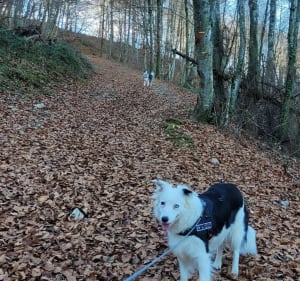 Boucle au départ du Col des Palomieres - Gerde - 4