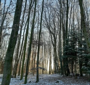 Balade forestière pour une belle vue sur La Baffe - La Baffe - 4