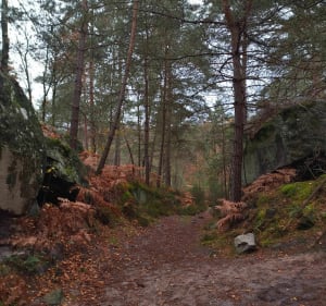 Exploration sentiers Denecourt Collinet et autres à VTT - Loïc - 3
