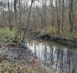 Wandelen rond de vijvers van La Minière in Guyancourt - Guyancourt - 4