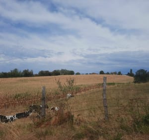 Entre Champs et forêts - Saint-Victor-de-Cessieu - 3