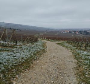 Balade à Wettolsheim - Wettolsheim - 5
