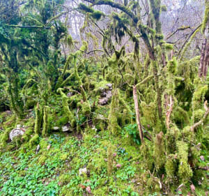 Sentier des Combes et forêt à Ahuy - Ahuy - 4