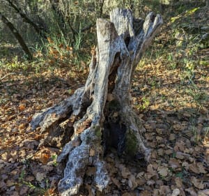 En forêt en Mazan et Mormoiron - Mazan - 5