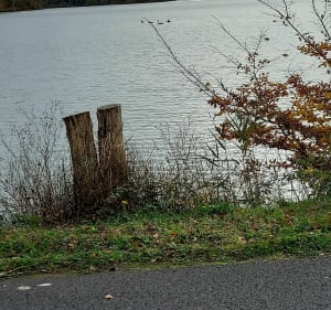 Sologne en toutes saisons à Vélo - Romorantin-Lanthenay - 3