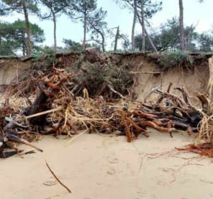 Wandel naar de Gallon d'Or en het Spaanse Punt - La Tremblade - 5