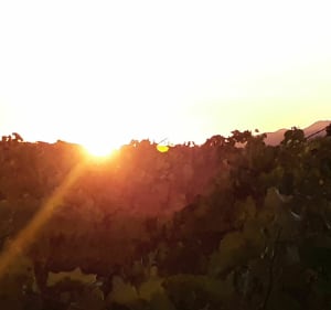 Marche entre vignes et pampa autour de trois villages - Saint-Jean-Lasseille - 3