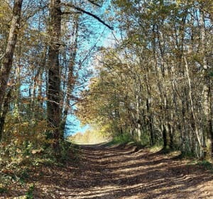 La boucle de La Valière - Saint-Martin-le-Redon - 5
