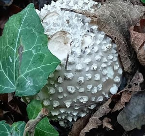 Balade dans la nature de la Membrolle sur Choisille - La Membrolle-sur-Choisille - 3