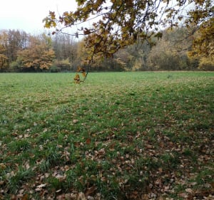 De Saint-Blaise au Bois de Serre, le long du Ruisseau des Planches - Écully - 4