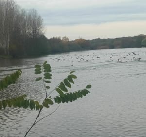 Belle balade avec 80 % de chemin - Beaulon - 3