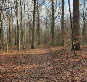 Petite balade à la forêt de Le Plessis Brion - Le Plessis-Brion - 4