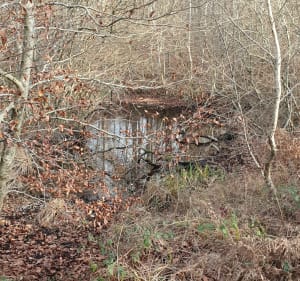 Petite balade à la forêt de Le Plessis Brion - Le Plessis-Brion - 5