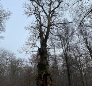 Balade autour de La Brévière - Saint-Jean-aux-Bois - 4
