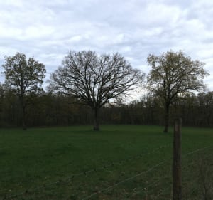 Balade sur le Causse depuis Latour - Salles-Courbatiès - 3