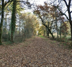 Dans les sous bois de Magudas - Saint-Médard-en-Jalles - 4
