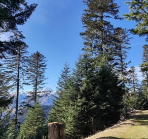 Vers le Col d'Aspin par la forêt du Hourc - Campan - 4