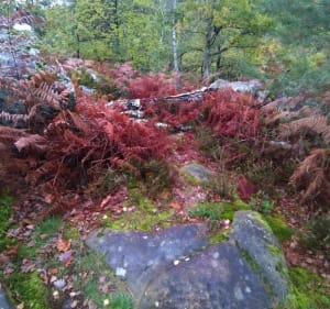 Sentier Denecourt Collinet 11 - Fontainebleau - 3