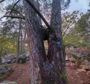 Sentier Denecourt Collinet 11 - Fontainebleau - 5