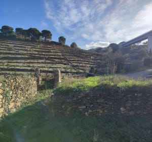 Boucle de Collioure par Notre-Dame de la Consolation - Collioure - 3