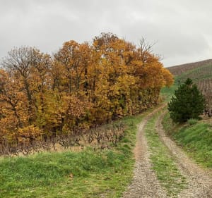 Autour de La Chapelle de la Madone de Fleurie - Fleurie - 6
