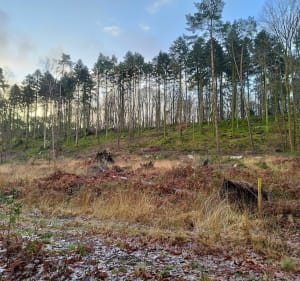 Découverte du Menhir de la Forêt de Haute-Sève - Saint-Aubin-du-Cormier - 3