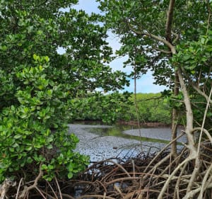 Marche alliant mangrove et baie - Magenta - 3
