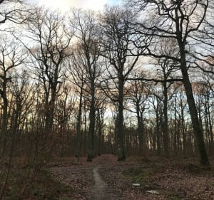 Ballade forêt domaniale de Bois d’Arcy - Bois d’Arcy - 4