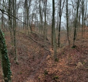 Depuis la croix d Augas - Fontainebleau - 3