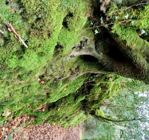 Berrien Trénivel par la forêt de Huelgoat - Berrien - 2