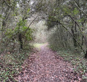 Parc du Sinodon, piste du Darbousson et du Curnier - Valbonne - 3