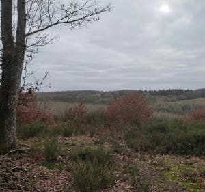 De la forêt de Vouillé en direction de Béruges - Béruges - 3
