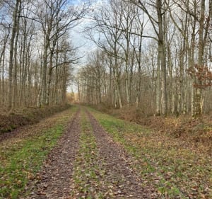 De Quiers à Nesploy puis Boiscommun par la forêt - Bellegarde - 4