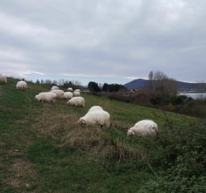 Balade au coeur du domaine Abbadie. - Hendaye - 3
